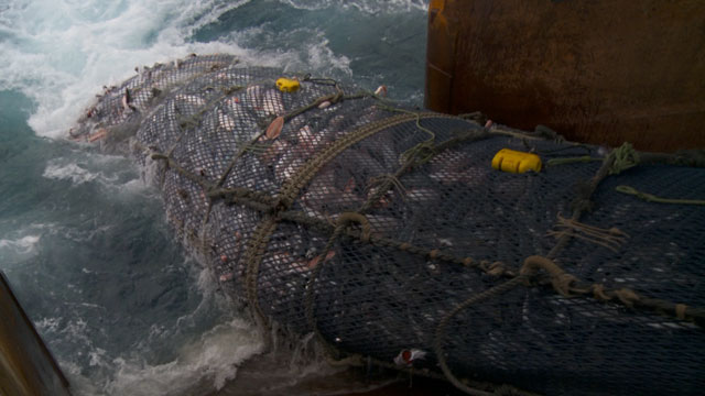 He-Kupenga-Hou-Catch